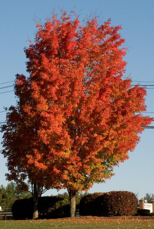 lot 201 image: 2.25" Sugar Maple- The Sugar M...