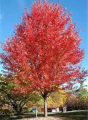 lot 27 image: 2.5" Autumn Blaze Maple- A red...