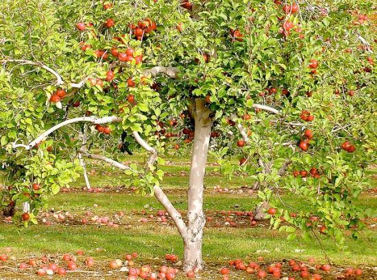 lot 45 image: 1.5" Sweet 16 Apple Tree- Cris...
