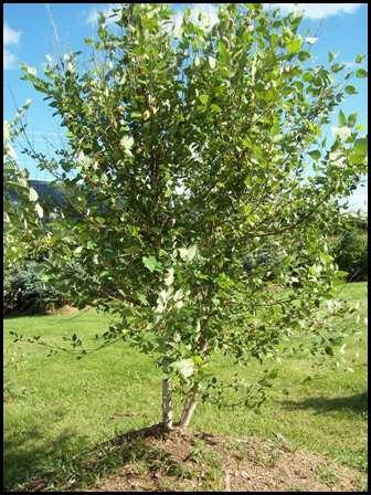 lot 82 image: 7 River Birch- The Cinnamon-Colore...