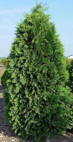 lot 90 image: 9 Techy Arborvitae- The techny arb...