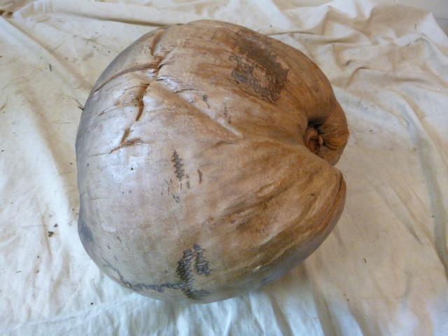 lot 338 image: Coconut...
