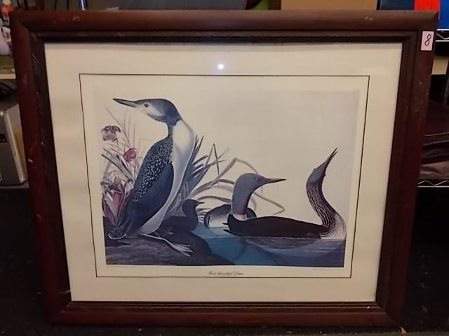 lot 8 image: Rare Audubon Print &quotRed Throat...