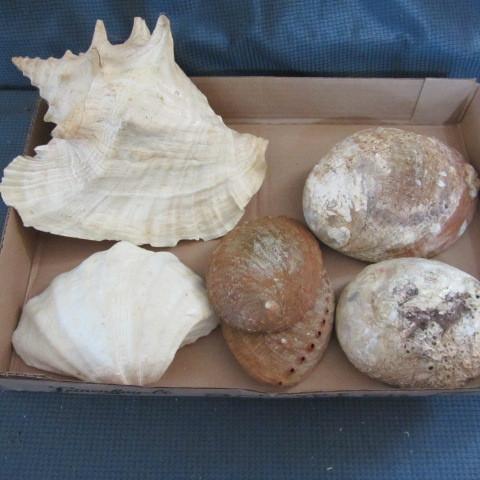 lot 264 image: Sea Shells