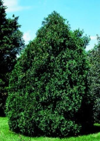 8 Tall, Techny Arborvitae, Yellow ...