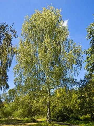 3.5&quot Trunk., River Birch, Yell...