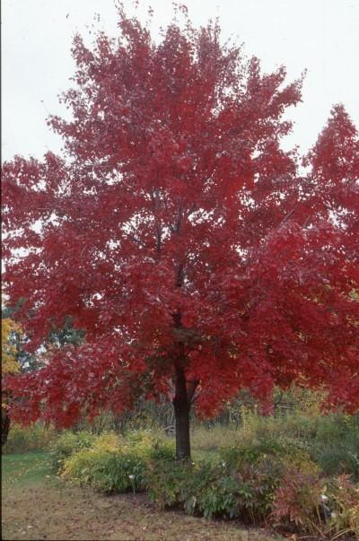 2.5&quot Trunk, Northfire Red Mapl...