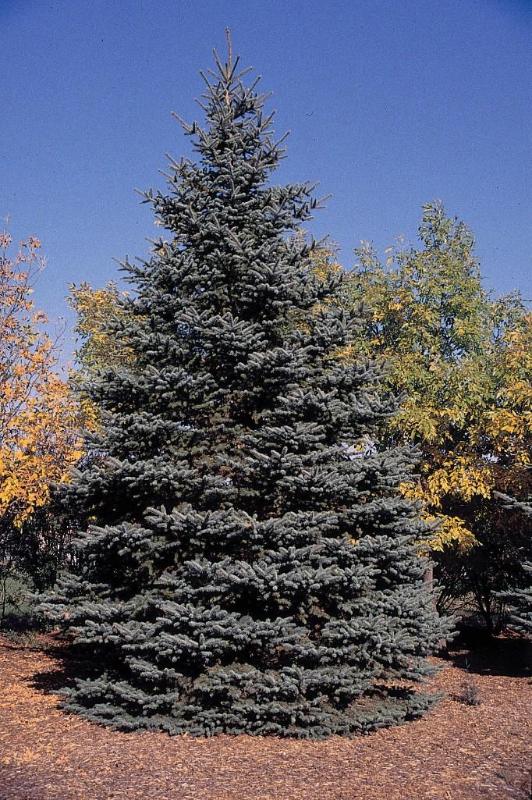 10 Tall, Colorado Spruce, Lite Gre...