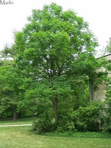 3.5&quot Trunk, Kentucky Coffee Tr...