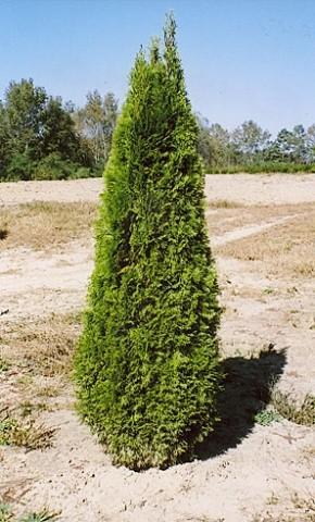 7 Tall, Pyramidal Arborvitae, Whit...