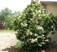 6 Tall, Viburnum Nannyberry, Black...