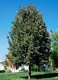 3.5&quot Trunk, Frontyard American...