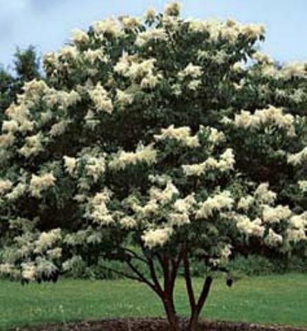 8 Japanese Lilac Clump, Red Tag wi...