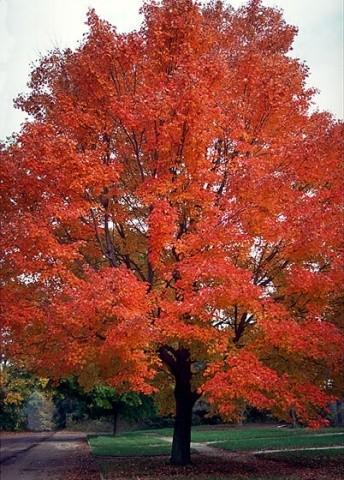 4&quot Trunk, Northwoods Red Maple...