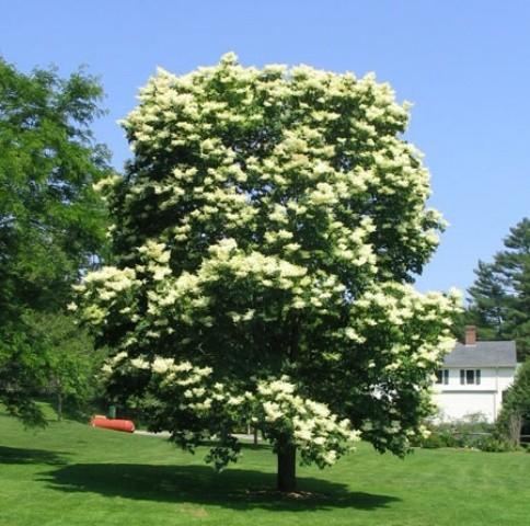 3.5&quot Trunk, Japanese Lilac Tre...