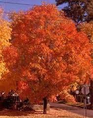 3.5&quot Trunk, Sugar Maple, Black...