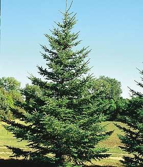 5 Tall, Black Hills Spruce, Yellow...
