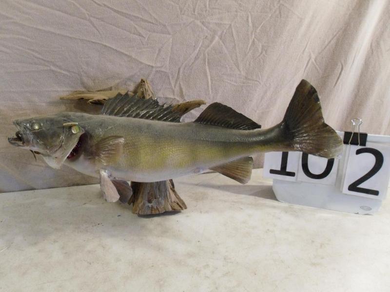 lot 102 image: Mounted Walleye. Measures approx. 2...