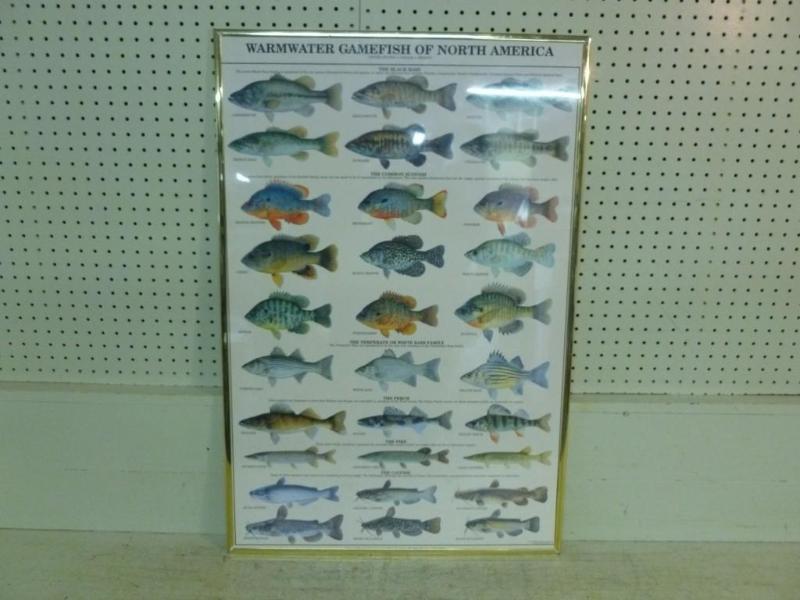 Large - Warmwater Gamefish&nbspOf ...