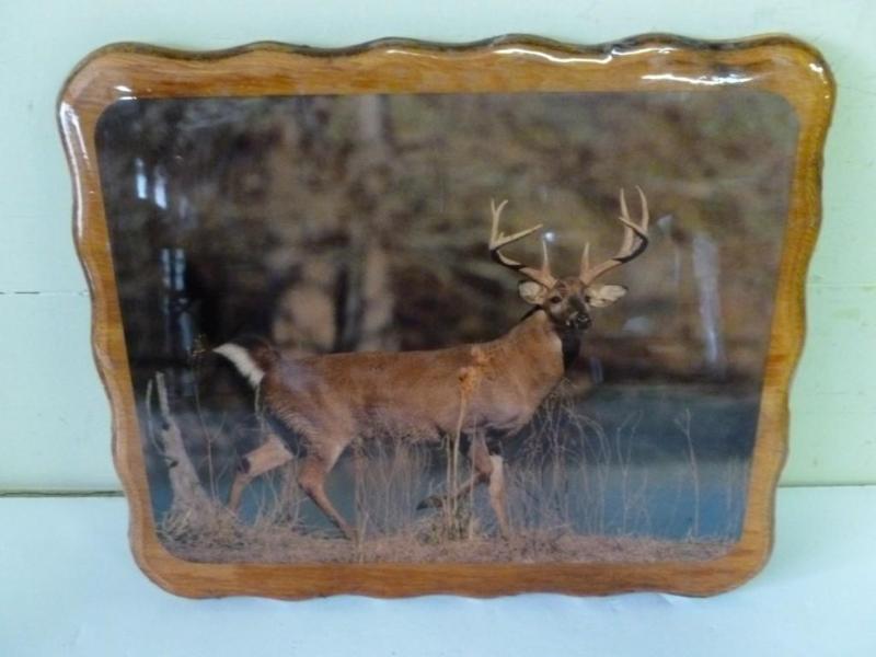 Beautiful white tail deer picture o...