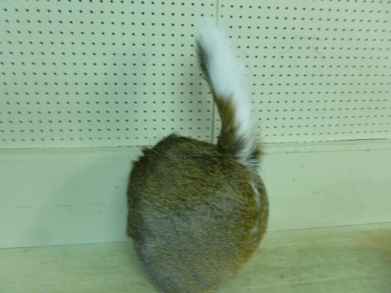 Hind quarter whitetail deer wall mo...