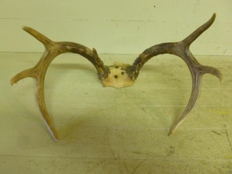Eight point deer antler, measures 1...
