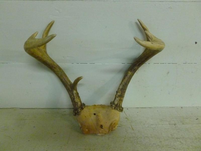 Six point deer antler, measures 10....