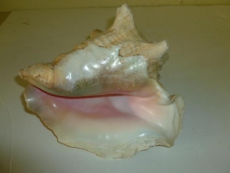 Large sea shell that measures 7&quo...