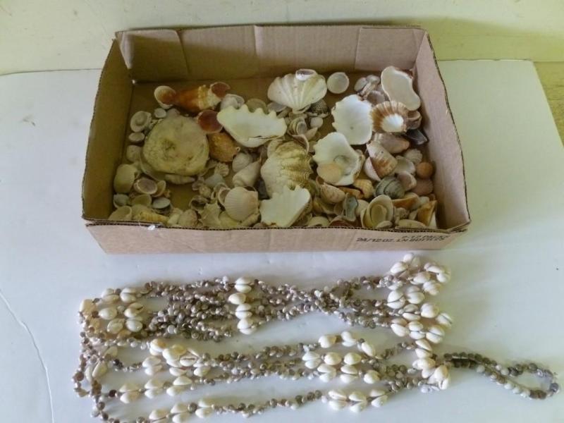 Large lot of decorative sea shells ...