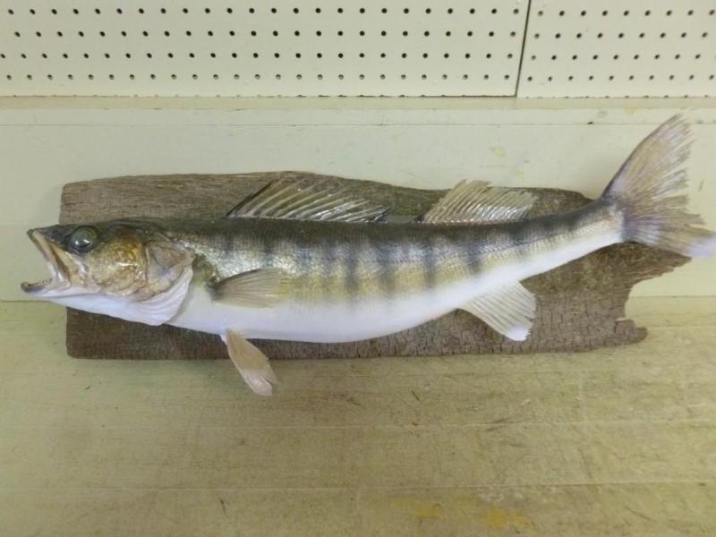 Large board mounted walleye that me...