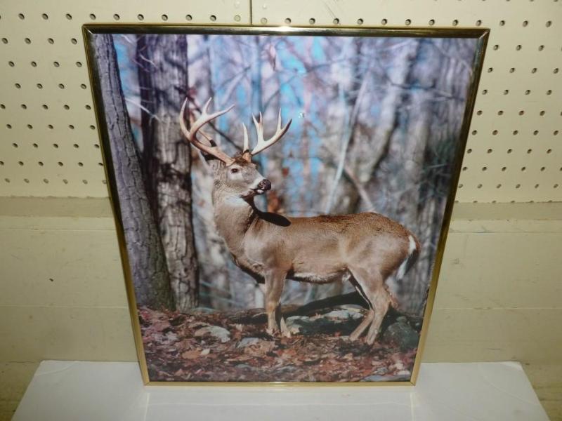 lot 71 image: &nbspWhitetail Buck framed picture...