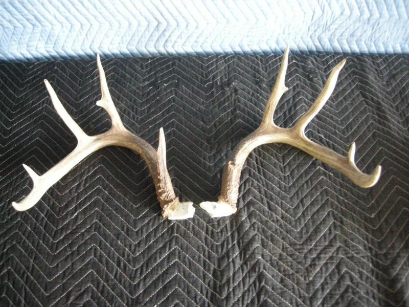 lot 78 image: Set of antlers