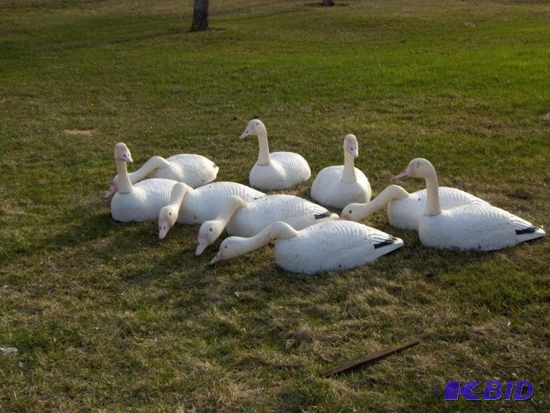 Goose Decoys