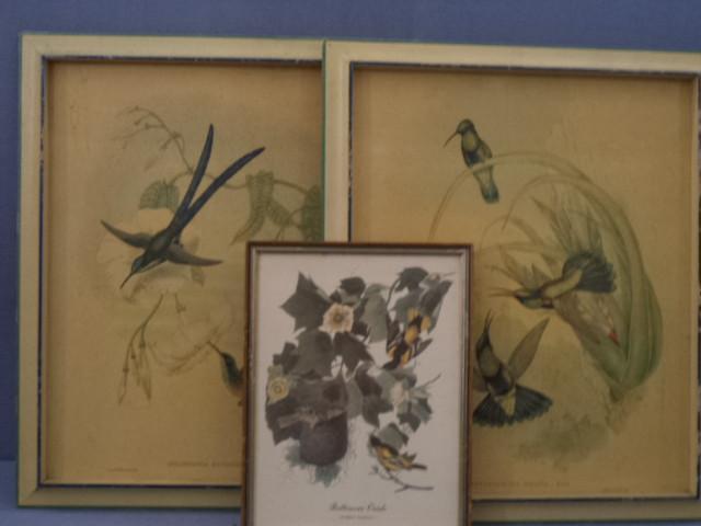 lot 69 image: Gould Hummingbirds