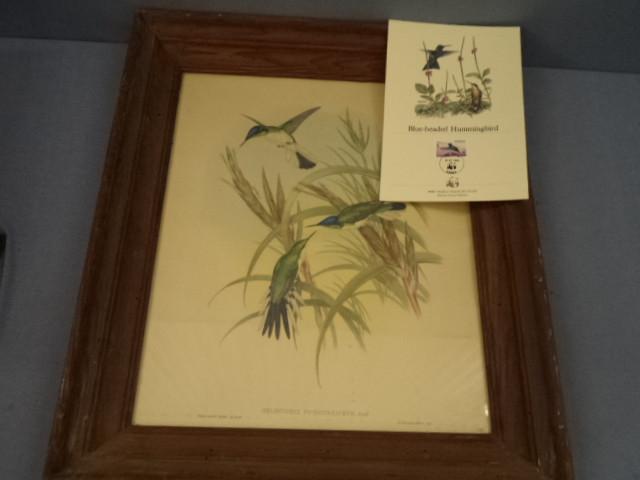 lot 70 image: Gould Hummingbirds