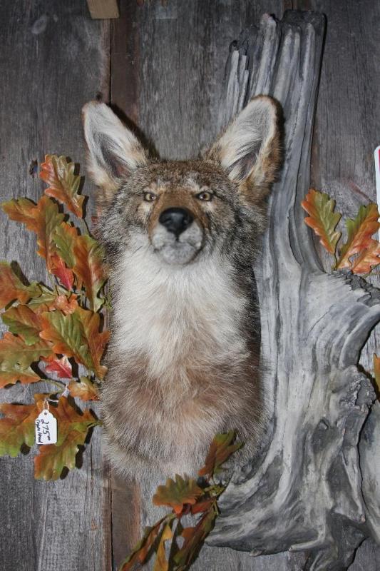 lot 59 image: Coyote Mount. This is a NEW shoulde...