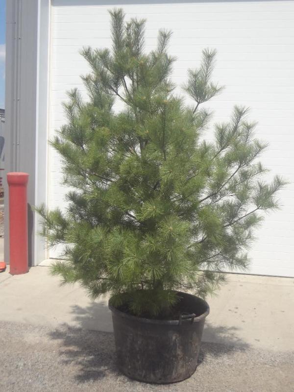 8ft Potted White Pine (File Photo)...