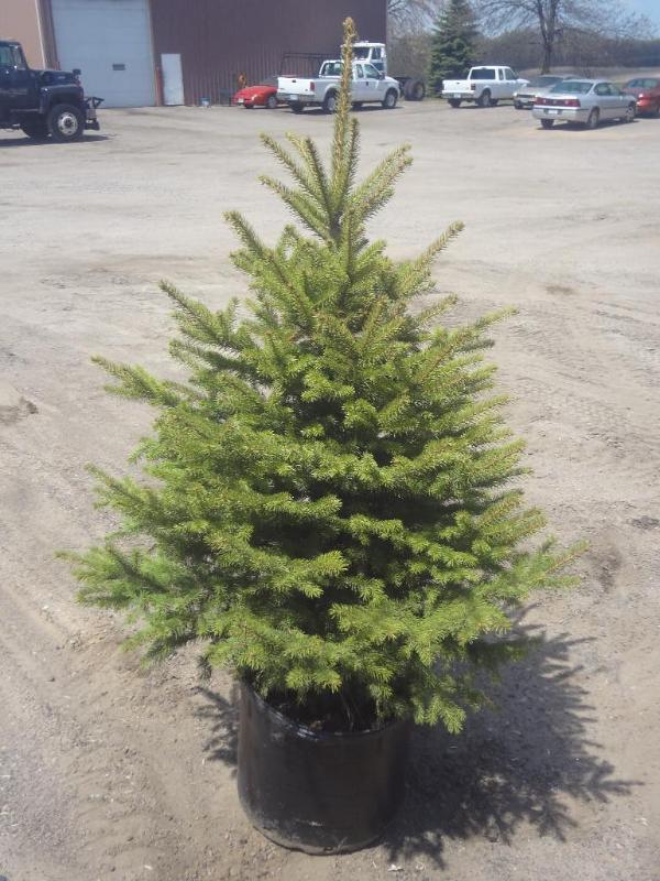 4ft Potted Colorado Spruce (File Ph...
