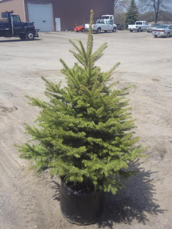 4ft Potted Colorado Spruce (File Ph...