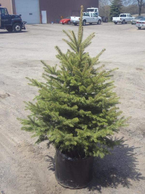 4ft Potted Colorado Spruce (File Ph...