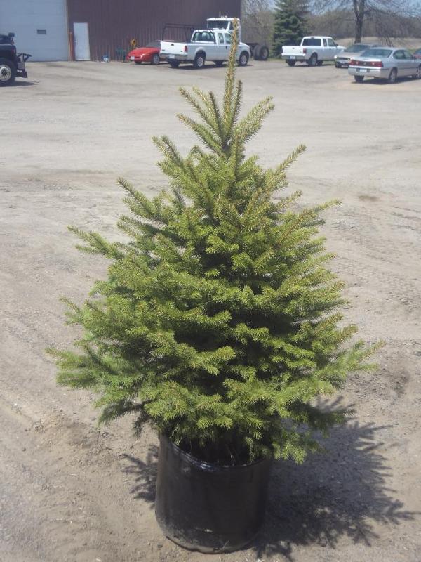 4ft Potted Colorado Spruce (File Ph...