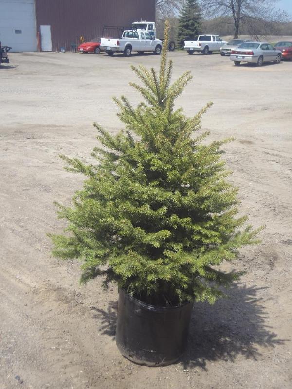 4ft Potted Colorado Spruce (File Ph...