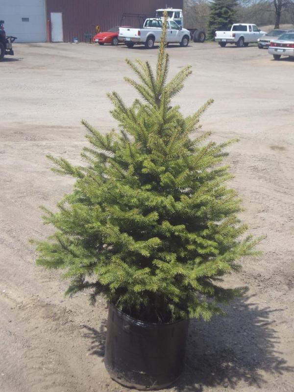 4ft Potted Colorado Spruce (File Ph...