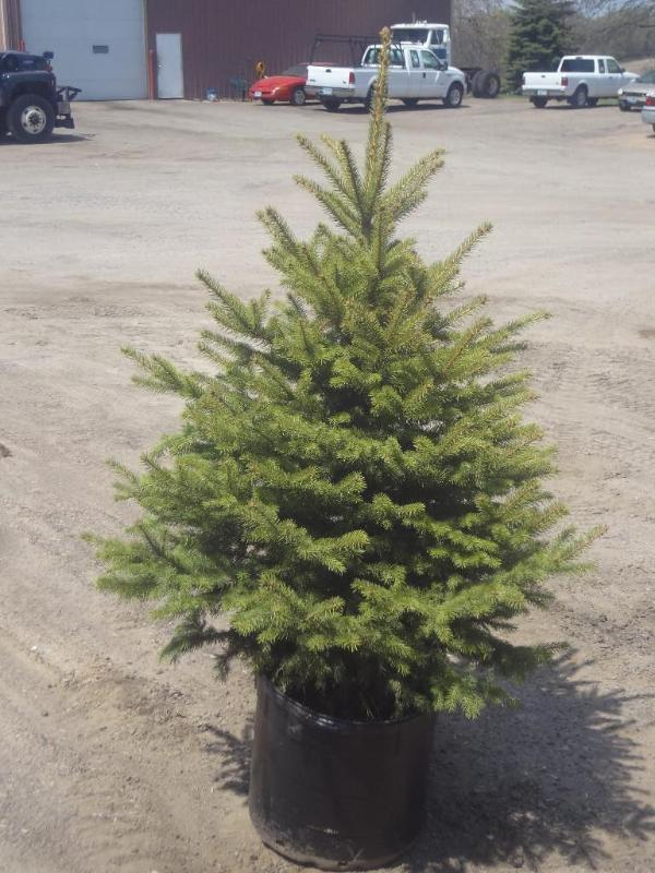 4ft Potted Colorado Spruce (File Ph...