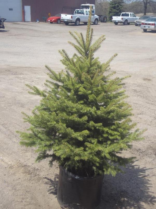 4ft Potted Colorado Spruce (File Ph...