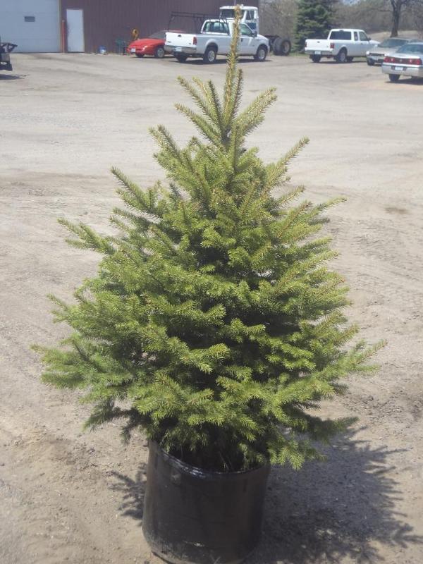 4ft Potted Colorado Spruce (File Ph...