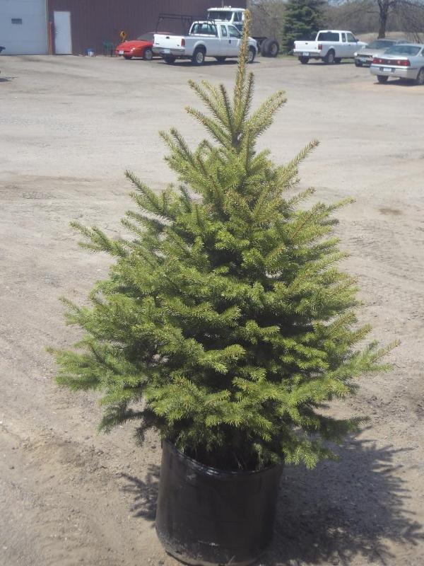 4ft Potted Colorado Spruce (File Ph...
