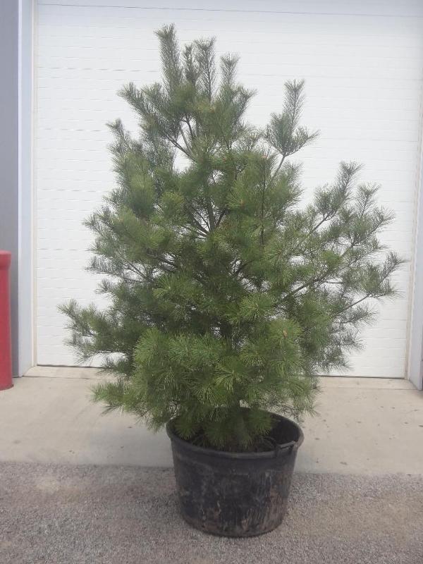 8ft Potted White Pine (File Photo)...