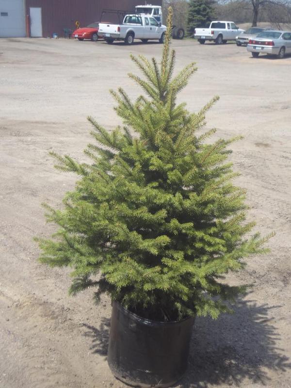 4ft Potted Colorado Spruce (File Ph...