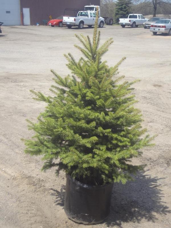 4ft Potted Colorado Spruce (File Ph...
